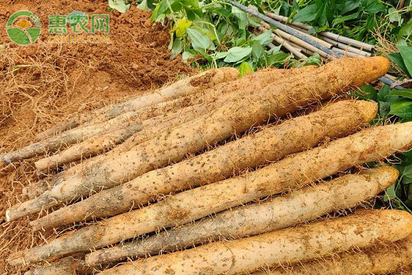 山药种植施什么肥最好？-图片版权归惠农网所有