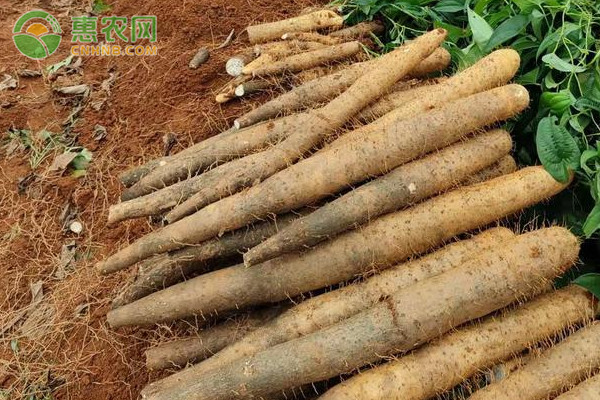 山药种植施什么肥最好？-图片版权归惠农网所有