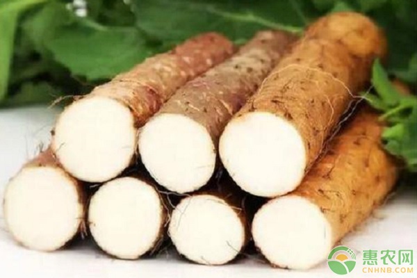 山药种子该如何播种？育种方法有哪些？-图片版权归惠农网所有