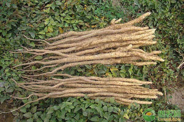 山药种子该如何播种？育种方法有哪些？-图片版权归惠农网所有