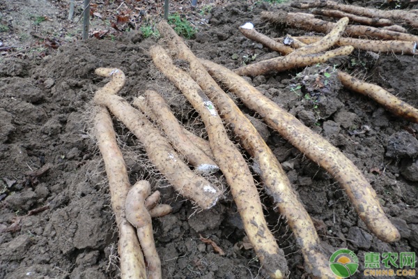 山药种子该如何播种？育种方法有哪些？-图片版权归惠农网所有