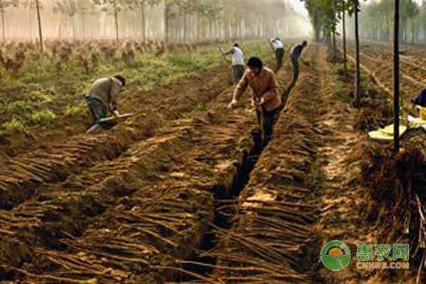 山药出芽后要怎么管理好？-图片版权归惠农网所有