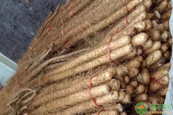 山药出芽后要怎么管理好？-图片版权归惠农网所有