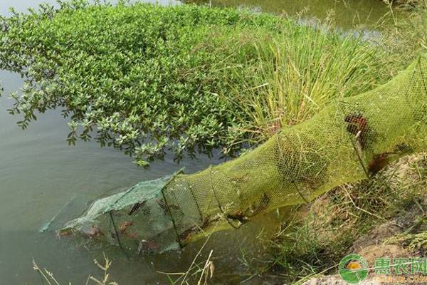 小龙虾人工养殖有哪些优势和注意事项？-图片版权归惠农网所有