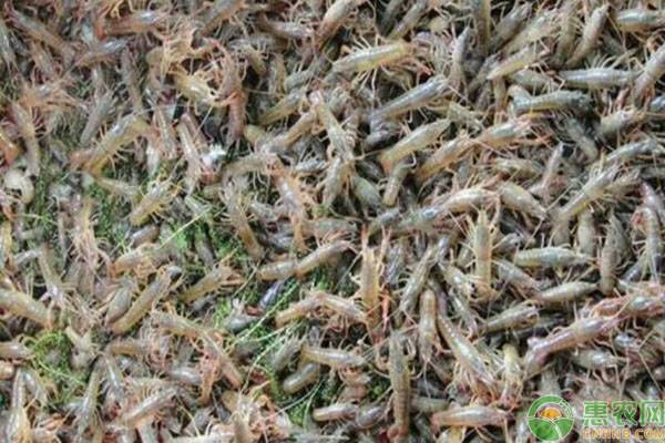 小龙虾人工养殖有哪些优势和注意事项？-图片版权归惠农网所有