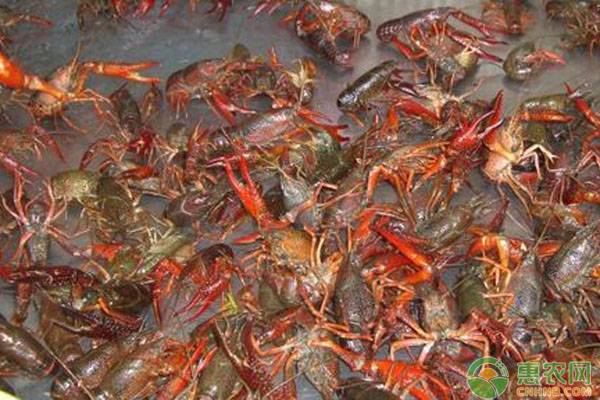 小龙虾人工养殖有哪些优势和注意事项？-图片版权归惠农网所有