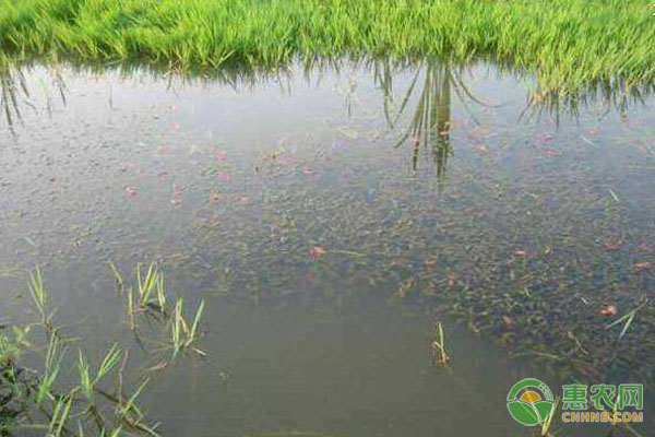 淡水小龙虾饲料投喂管理技术要点-图片版权归惠农网所有