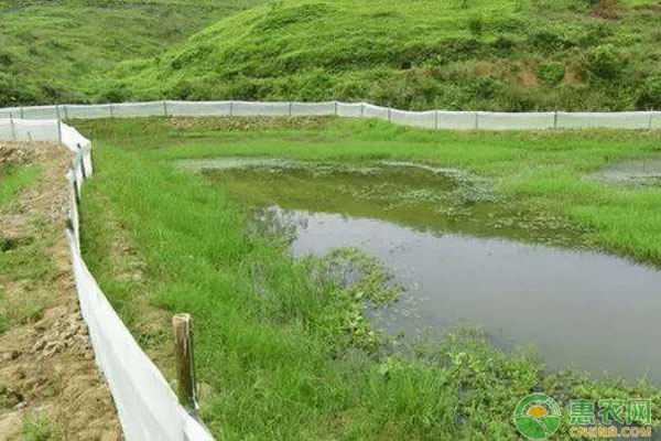 淡水小龙虾饲料投喂管理技术要点-图片版权归惠农网所有