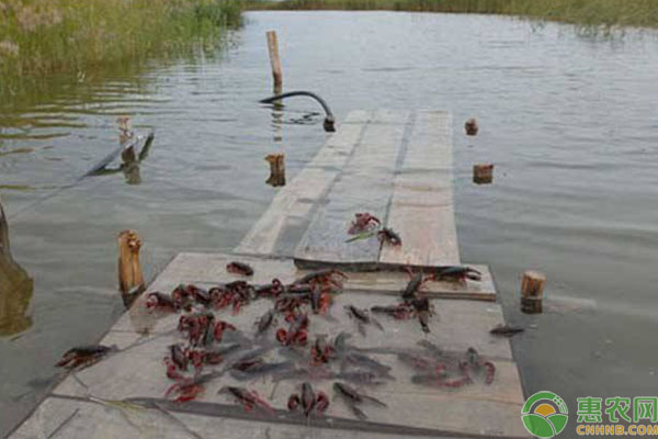 淡水小龙虾饲料投喂管理技术要点-图片版权归惠农网所有