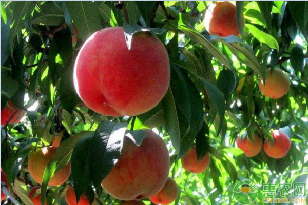 5月份桃树管理方案及措施-图片版权归惠农网所有