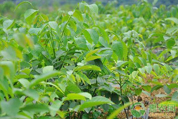 桃树苗怎么栽成活率高？注意这6个要点！-图片版权归惠农网所有