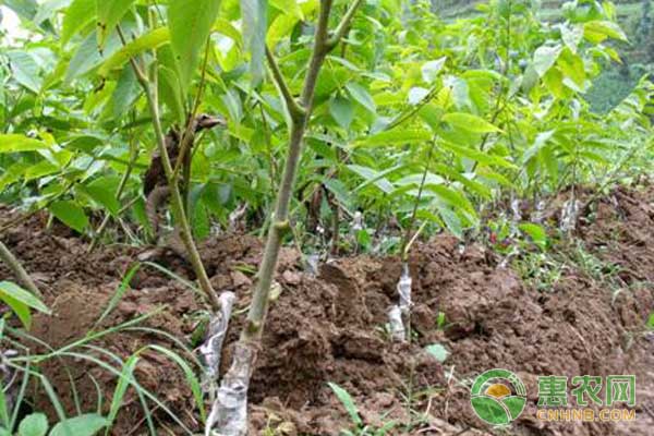 桃树苗怎么栽成活率高？注意这6个要点！-图片版权归惠农网所有