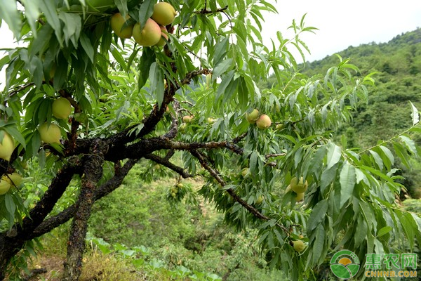 桃树苗种植步骤和方法-图片版权归惠农网所有