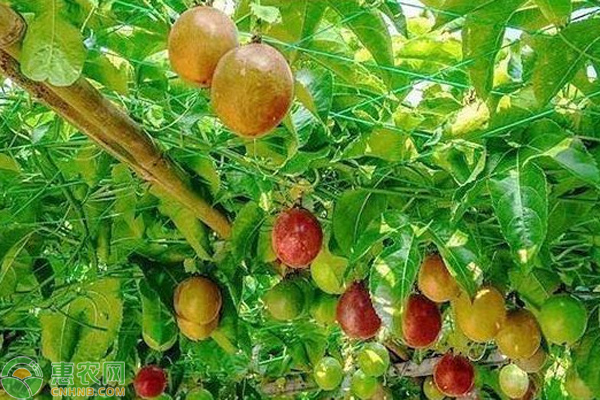 钦蜜九号百香果种植技术-图片版权归惠农网所有