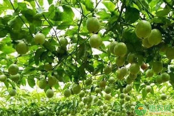 钦蜜九号百香果种植技术-图片版权归惠农网所有