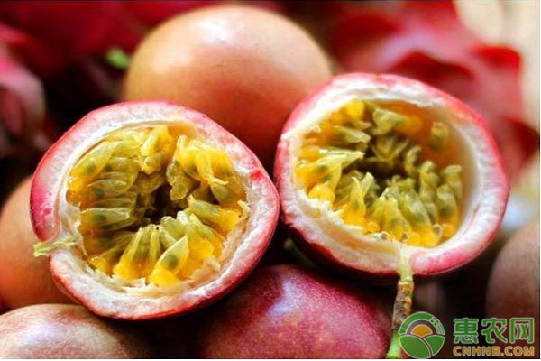 百香果的种植方法与管理-图片版权归惠农网所有