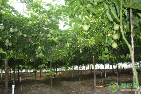 种植课堂：百香果如何提高品质？-图片版权归惠农网所有