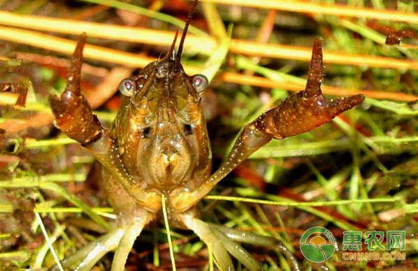 新手养殖小龙虾容易走进这七大误区-图片版权归惠农网所有