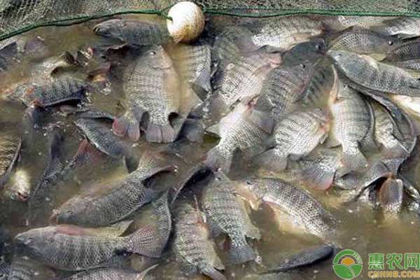 农村池塘养殖罗非鱼技术要点-图片版权归惠农网所有