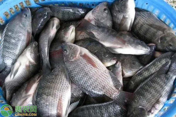 罗非鱼成鱼池塘养殖技术-图片版权归惠农网所有