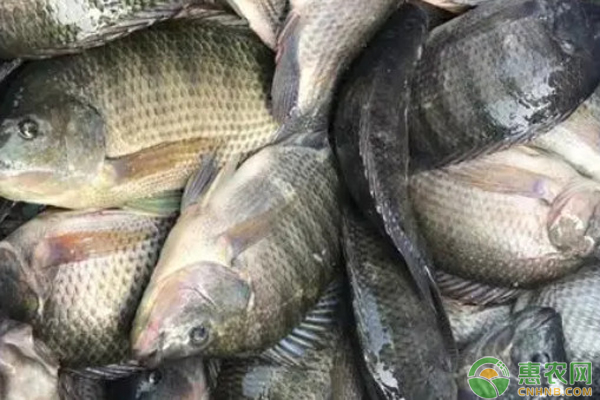 罗非鱼成鱼池塘养殖技术-图片版权归惠农网所有