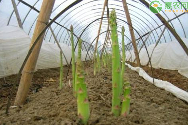 芦笋的种植方法及生长环境-图片版权归惠农网所有