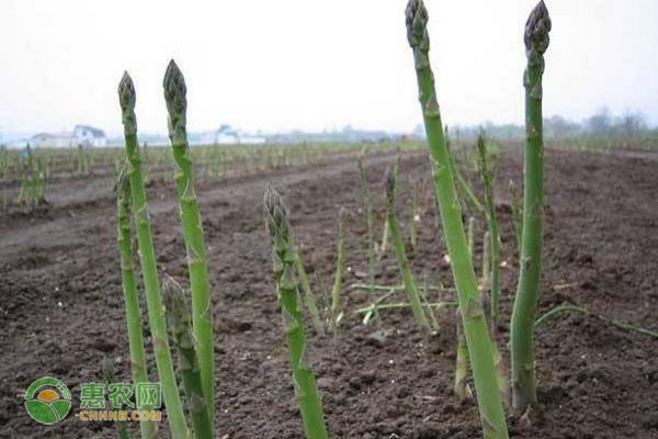 芦笋的种植方法及生长环境-图片版权归惠农网所有