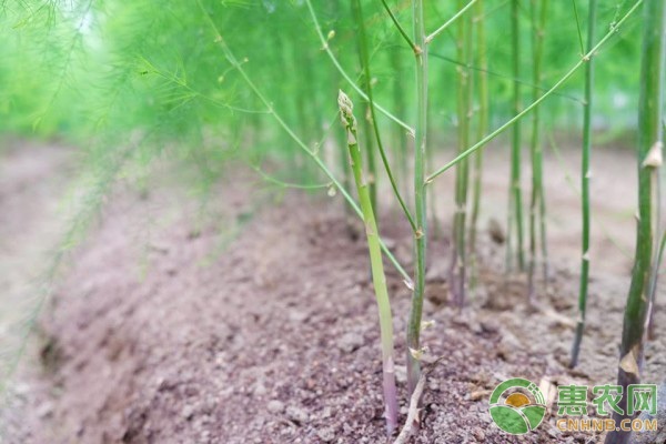 芦笋的种植方法及生长环境-图片版权归惠农网所有