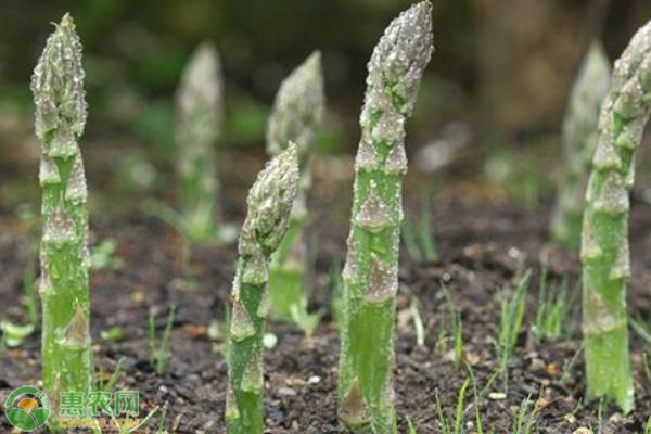 芦笋怎样种植？-图片版权归惠农网所有