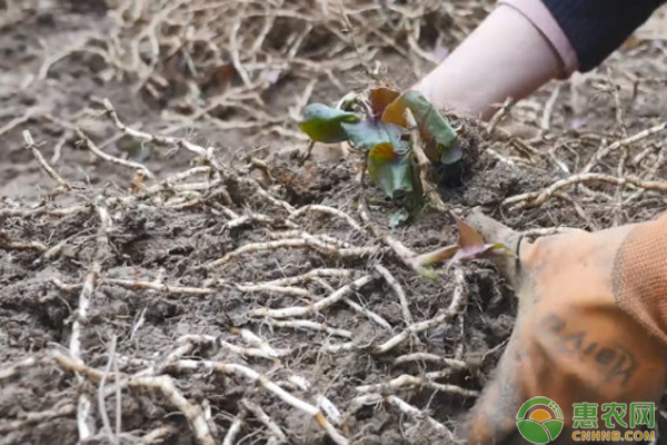 折耳根怎么种植产量高？-图片版权归惠农网所有