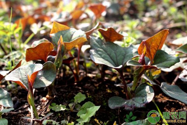 折耳根怎么种植产量高？-图片版权归惠农网所有