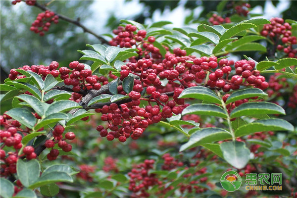 花椒树什么时间修剪？花椒树修剪技术-图片版权归惠农网所有