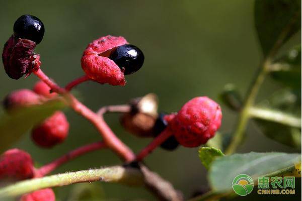 花椒树什么时间修剪？花椒树修剪技术-图片版权归惠农网所有