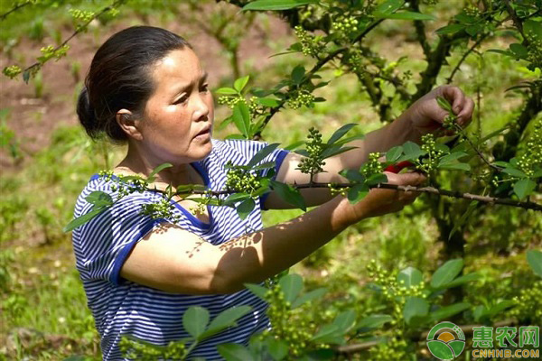 花椒树修剪怎样控树冠？花椒树修剪的技术要点简介-图片版权归惠农网所有
