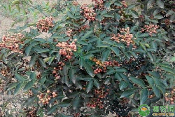 花椒树修剪怎样控树冠？花椒树修剪的技术要点简介-图片版权归惠农网所有