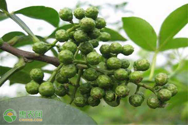 刚移栽的花椒树修剪好吗？怎么修剪？-图片版权归惠农网所有