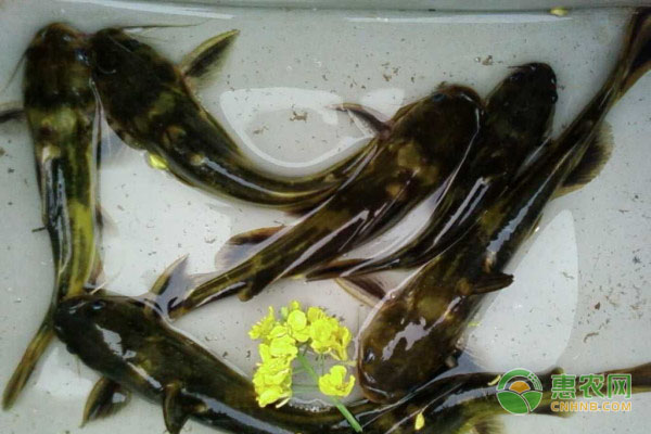 养殖黄骨鱼的方法-图片版权归惠农网所有