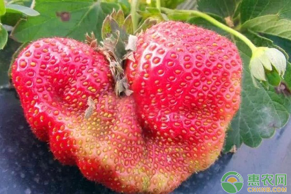 草莓如何种植？草莓高产的种植方法及管理-图片版权归惠农网所有