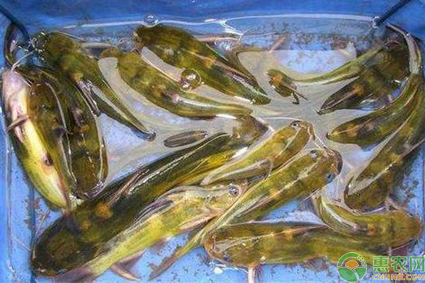 黄刺鱼怎么养？黄刺鱼养殖技术-图片版权归惠农网所有