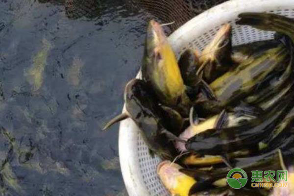 黄刺鱼怎么养？黄刺鱼养殖技术-图片版权归惠农网所有