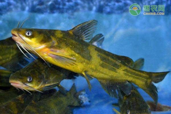 黄颡鱼养殖技术分享-图片版权归惠农网所有