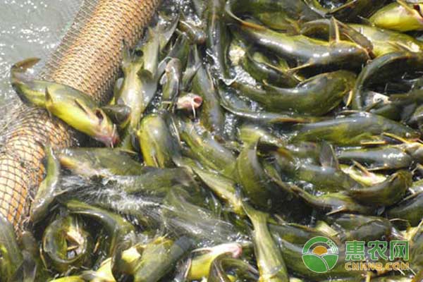 池塘高效养殖黄颡鱼技术-图片版权归惠农网所有