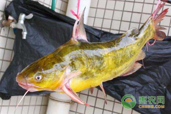 池塘高效养殖黄颡鱼技术-图片版权归惠农网所有
