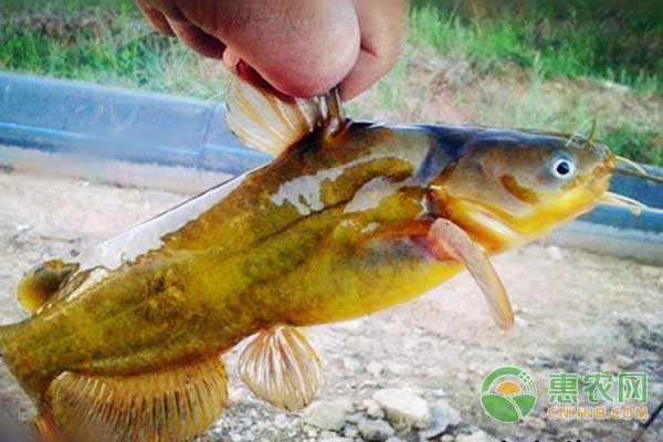池塘高效养殖黄颡鱼技术-图片版权归惠农网所有