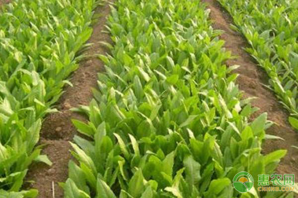 油麦菜的高产种植技术及管理要点-图片版权归惠农网所有