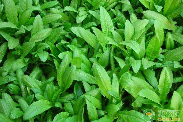 油麦菜的高产种植技术及管理要点-图片版权归惠农网所有