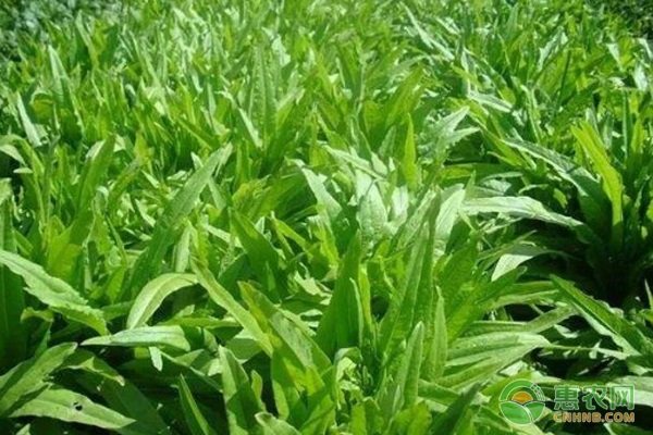 夏季油麦菜栽培技术要点-图片版权归惠农网所有