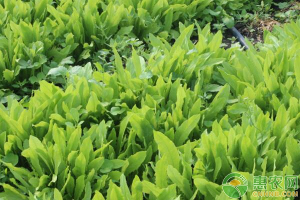 油麦菜种子发芽温度是多少？-图片版权归惠农网所有