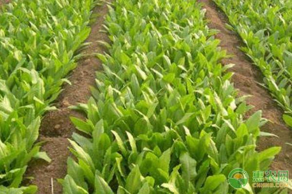 油麦菜种植技术大全-图片版权归惠农网所有