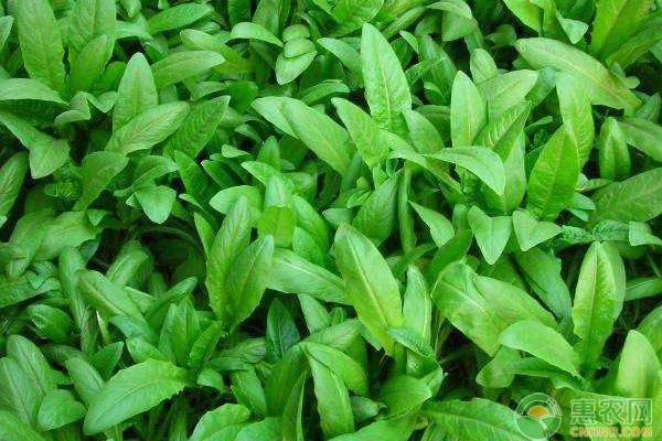 油麦菜种植技术大全-图片版权归惠农网所有